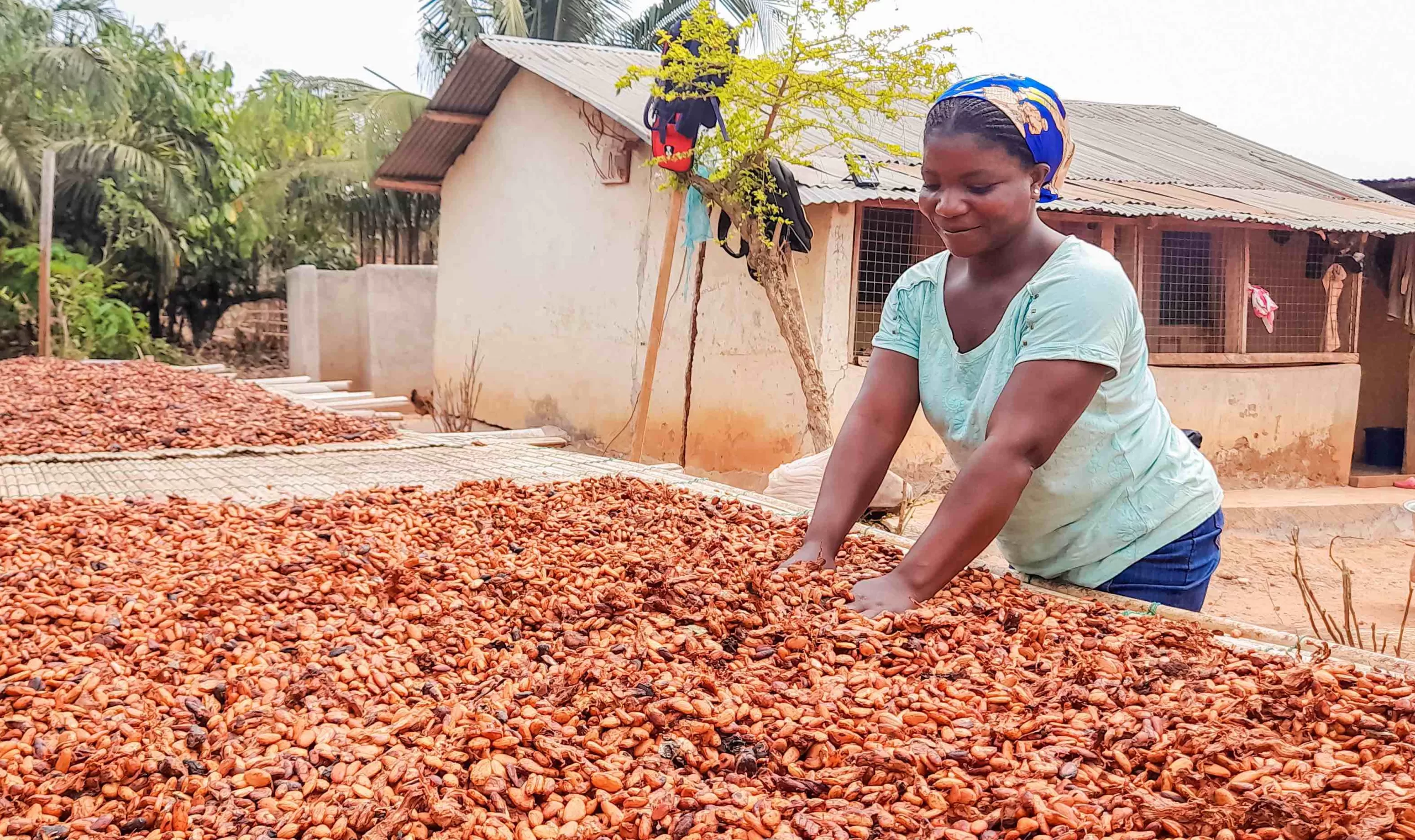 Woman cocoa farmer drying scaled